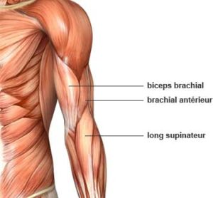 anatomie des muscles du bras